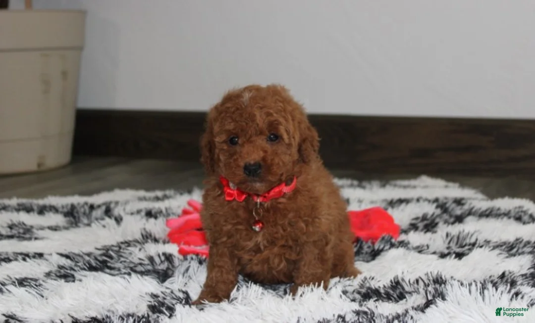Miniature Poodle dogs for sale: Sammy - Ad 2