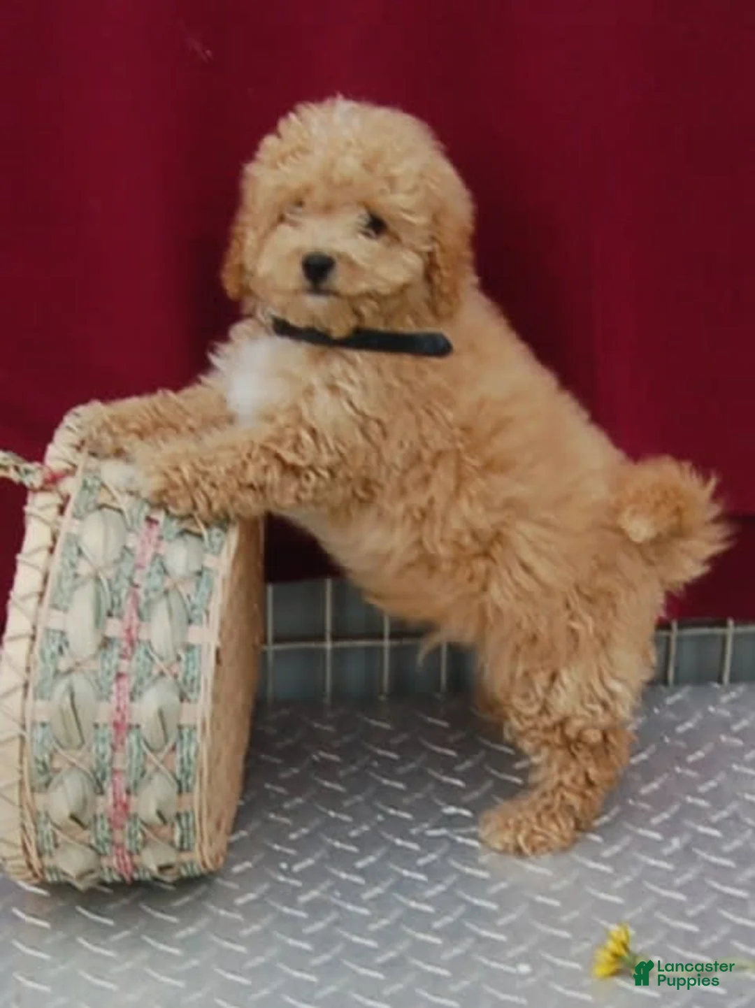 Gallery Image {{count}}