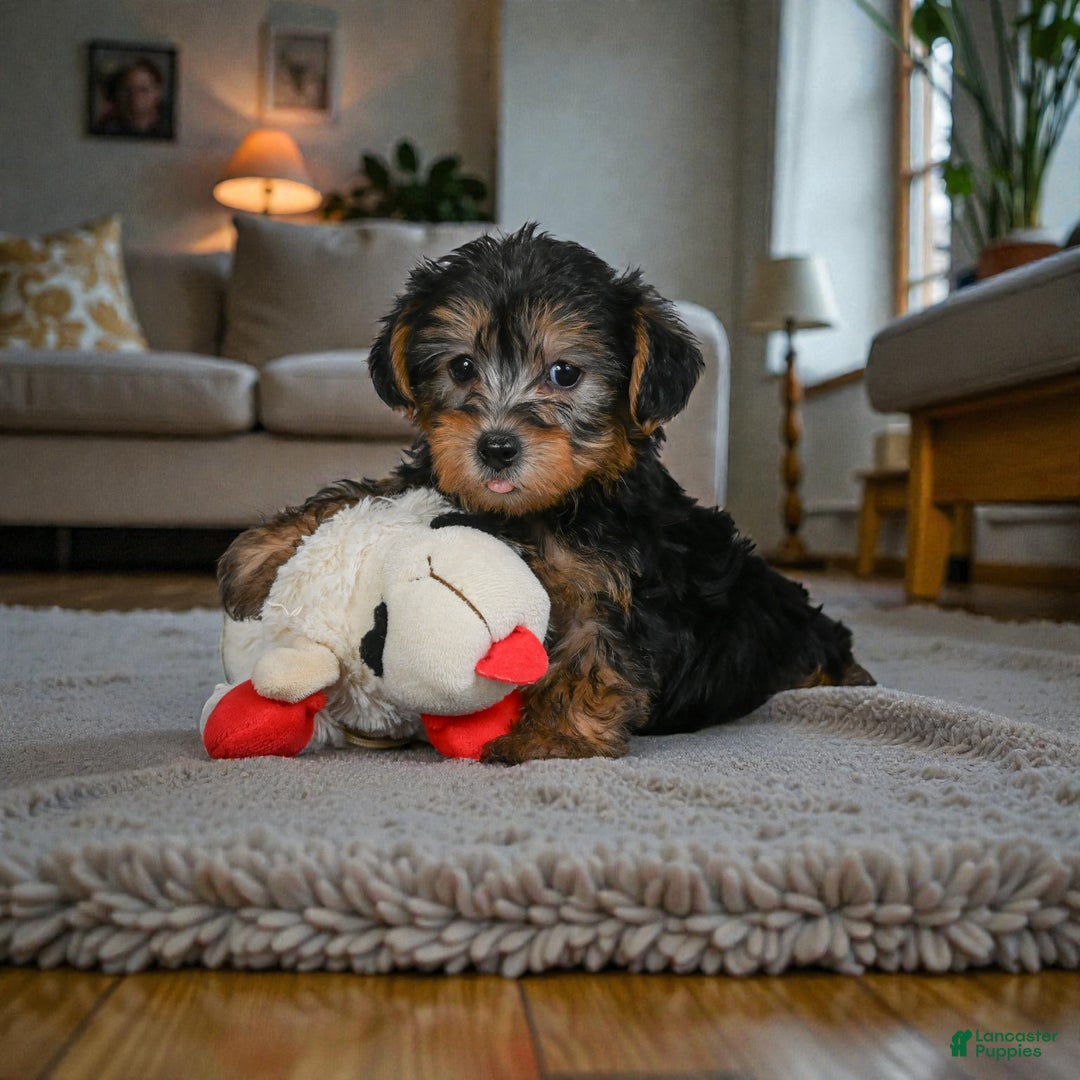 Yorkshire Terrier dogs for sale: LUCY - Ad 2