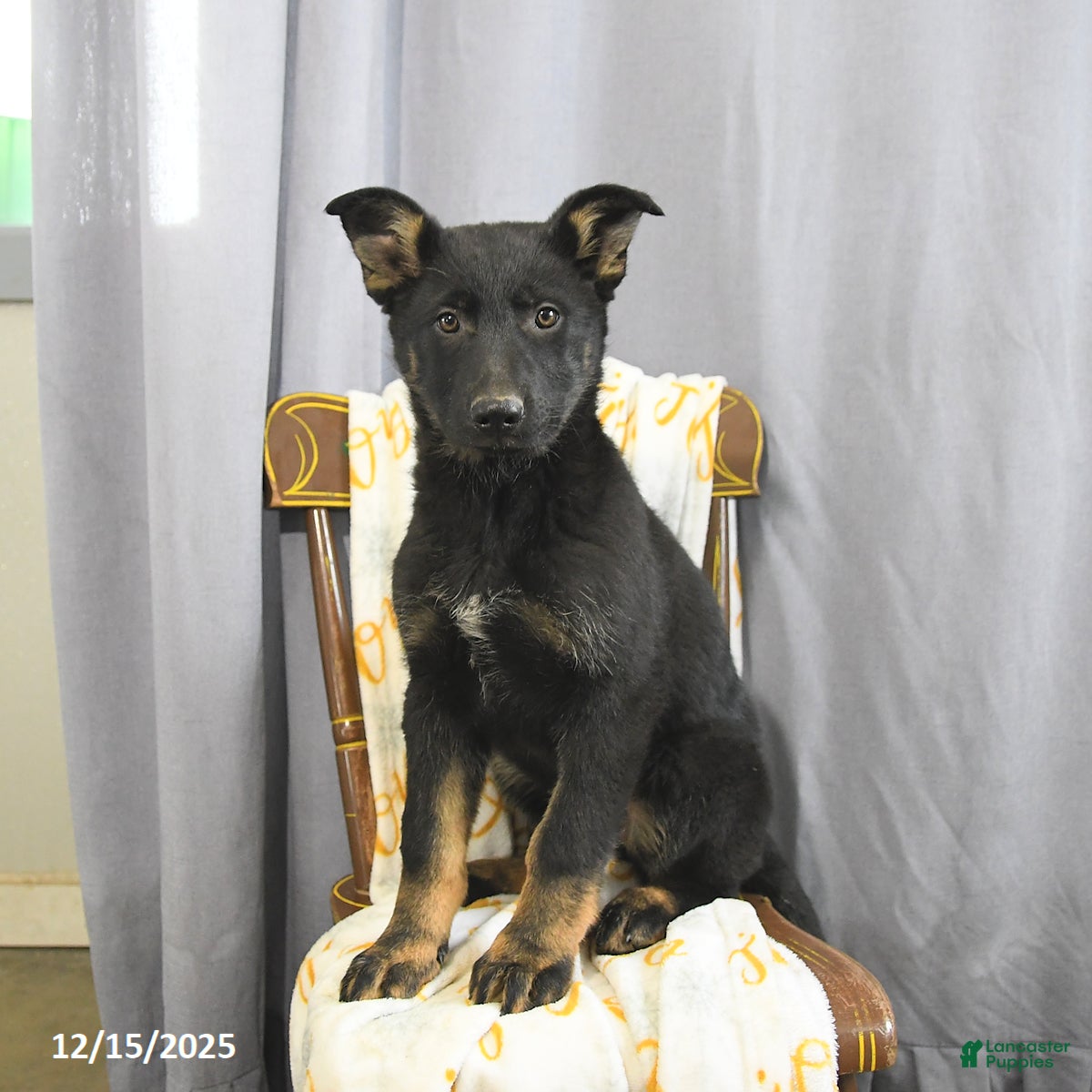 German Shepherd dogs Candy - Ad 12