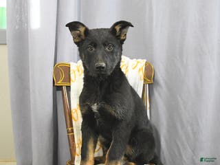 German Shepherd dogs Candy - Ad 7