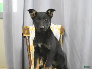 German Shepherd dogs Candy - Ad 23