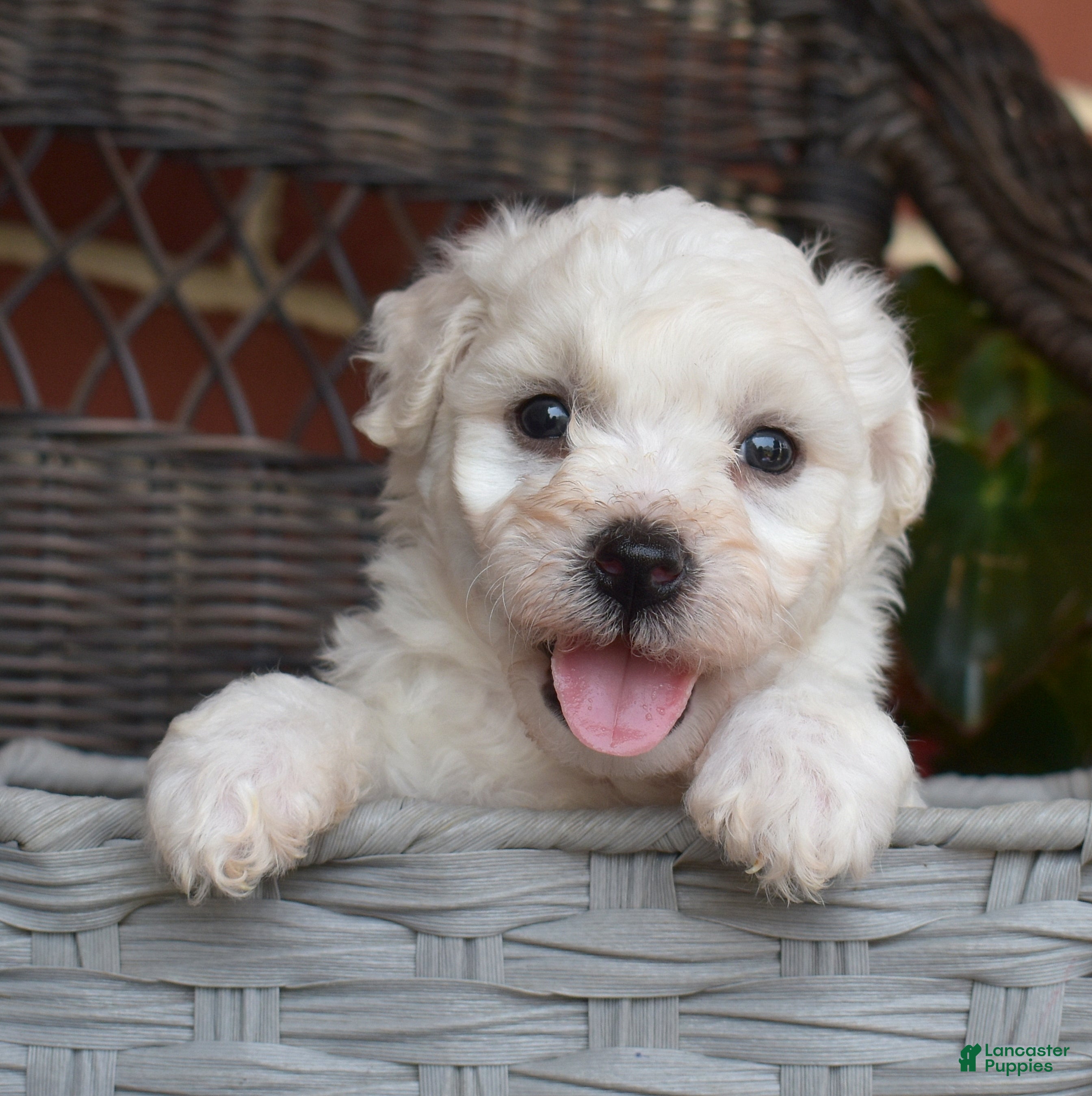 Bichon Frise dogs Glacier - Ad 1