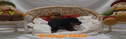 Rottweiler dogs for sale: Orange - Ad 4