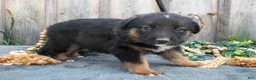 Mixed Breed dogs for sale: Gigi - Ad 3