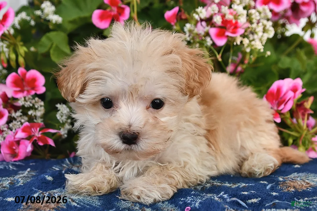 Maltipoo dogs for sale: Shadow - Ad 1