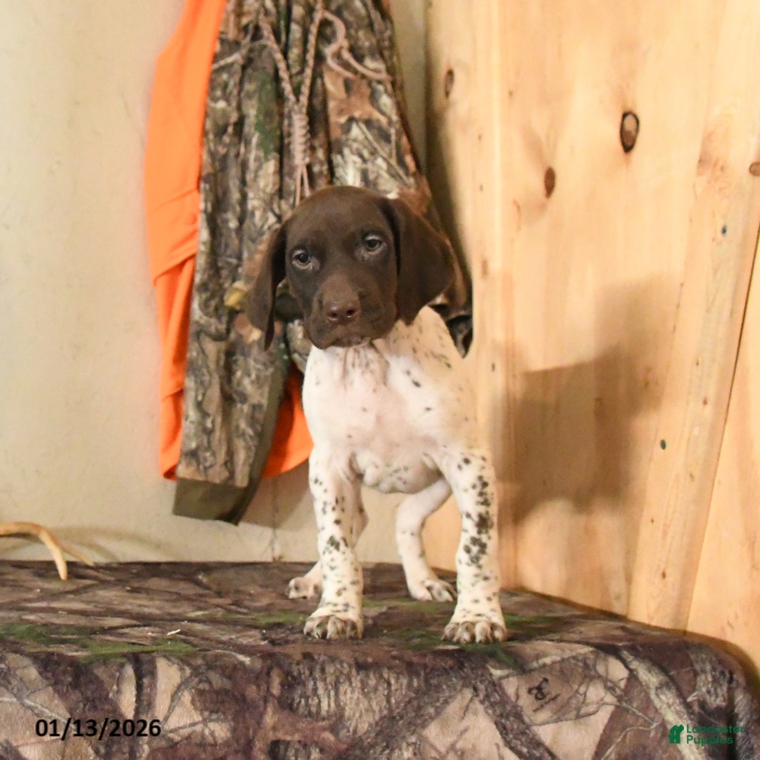 German Shorthaired Pointer dogs for sale: Holly - Ad 3