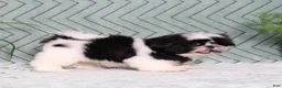 Shih Tzu dogs for sale: Polecat - Ad 6