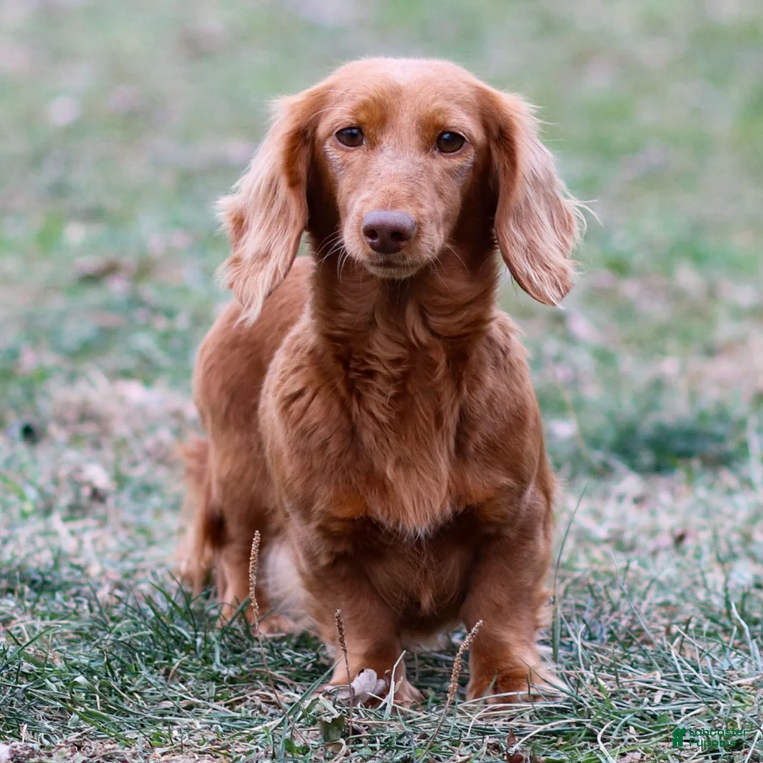 Miniature Dachshund dogs for sale: Olivia - Ad 10