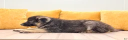 German Shepherd dogs for sale: Calvin - Ad 4