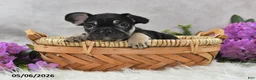 French Bulldog dogs for sale: Heidi - Ad 4