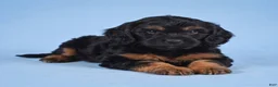 Cockapoo dogs for sale: Moley - Ad 3