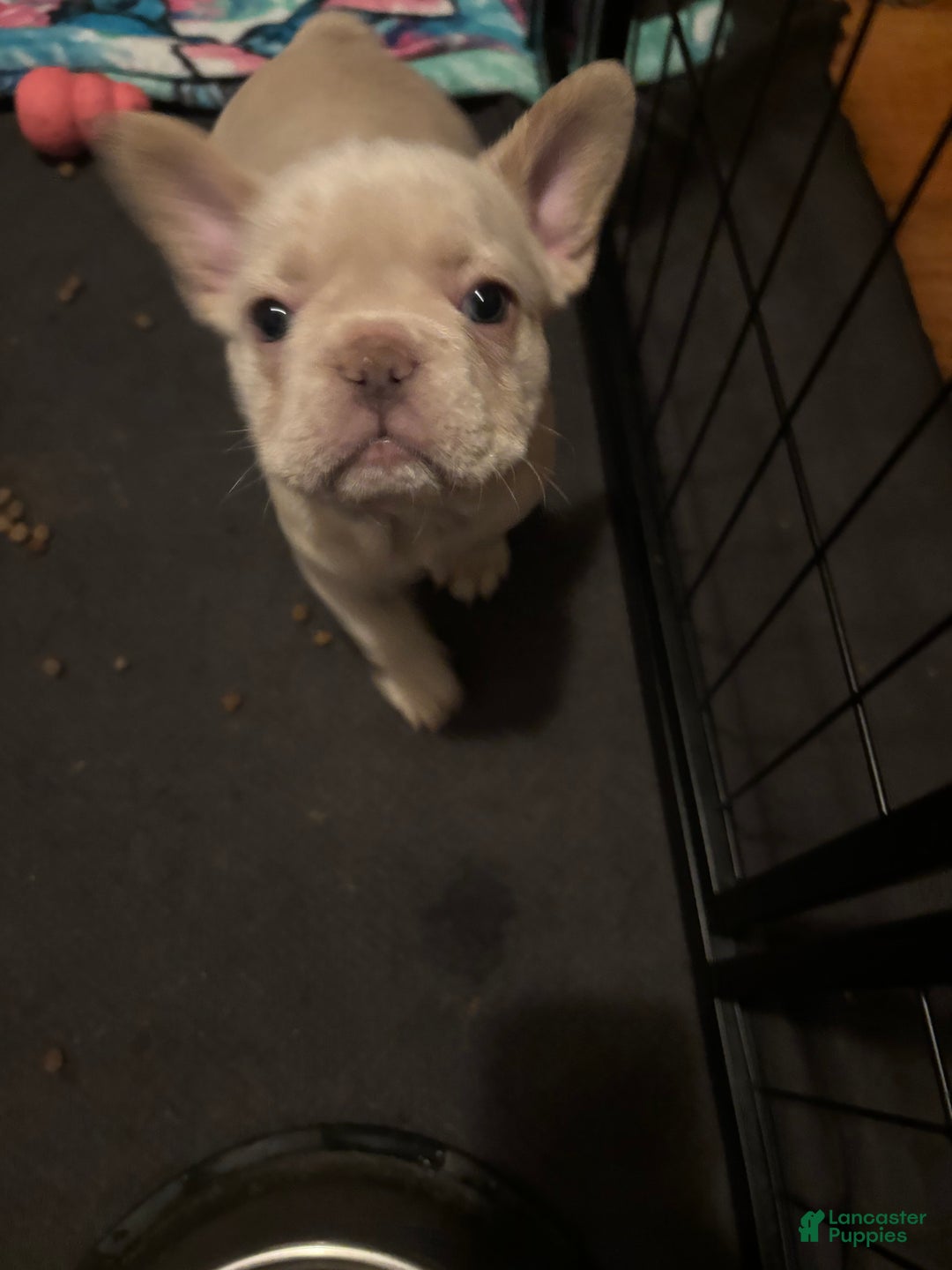 French Bulldog dogs for sale: Lila - Ad 9