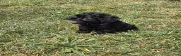 Shihpoo dogs for sale: Roxy - Ad 2