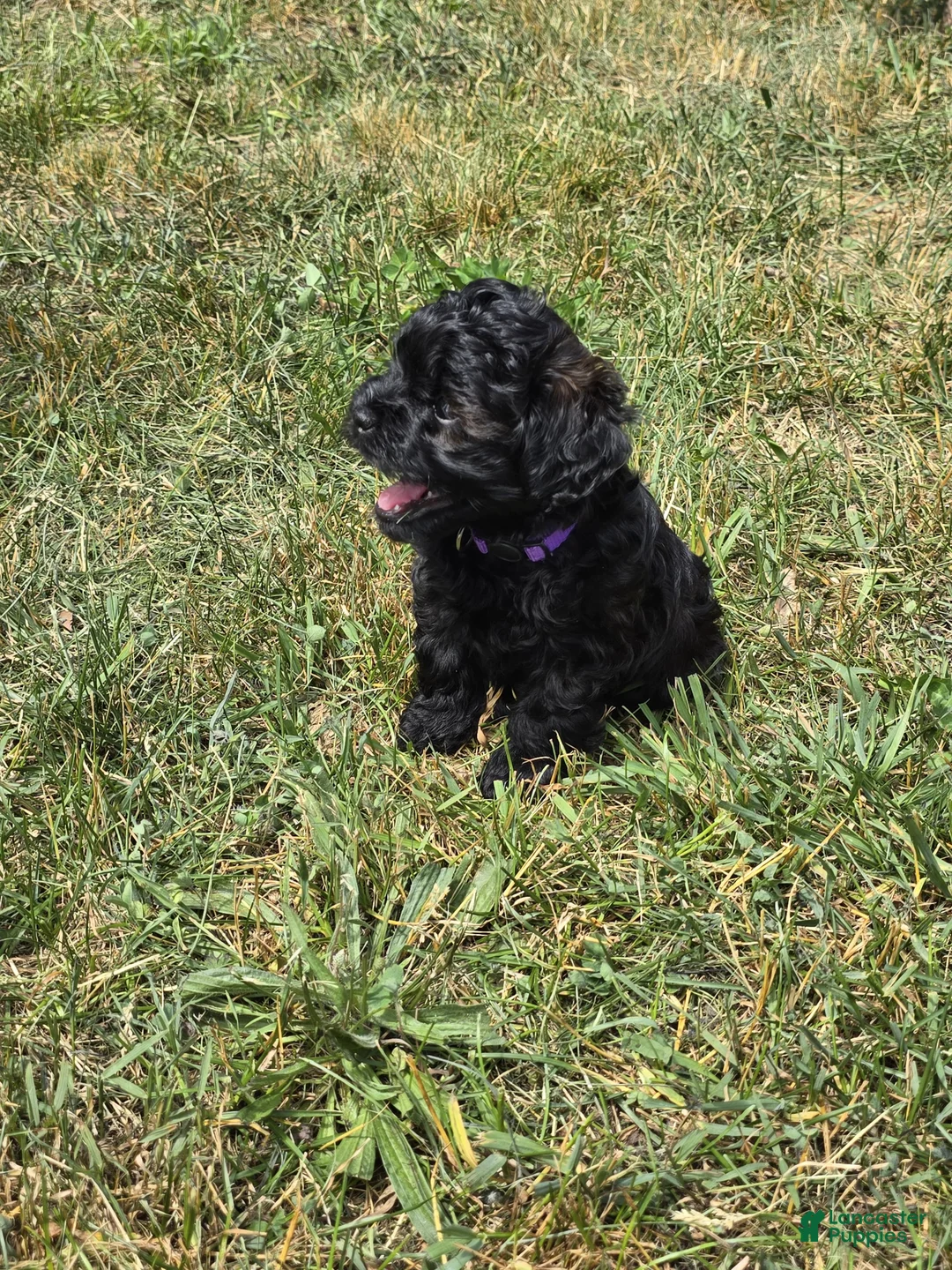 Shihpoo dogs for sale: Roxy - Ad 2