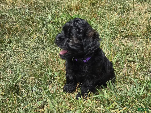 Shihpoo dogs Roxy - Ad 2