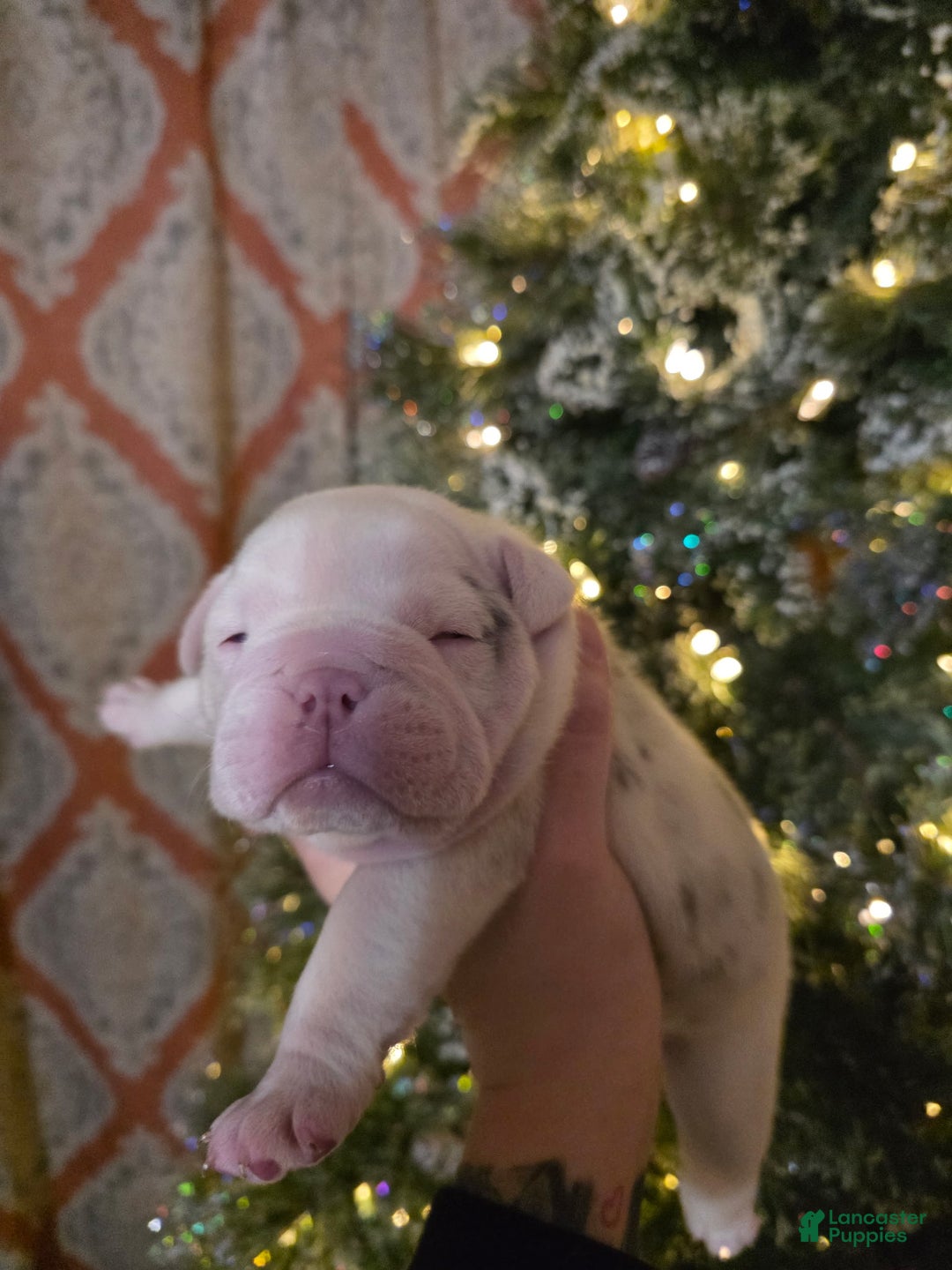English Bulldog dogs for sale: English Bulldog Puppy 1 - Ad 2
