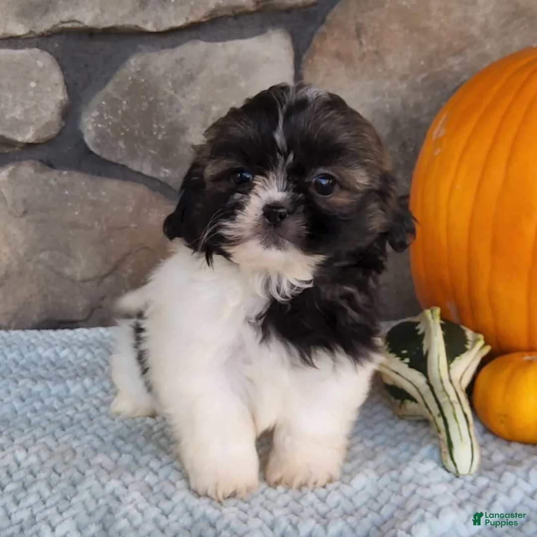 Gallery Image {{count}}