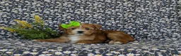 Shorkie dogs for sale: Mia Hypoallergenic - Ad 5