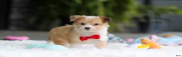Mixed Breed dogs for sale: Milo - Ad 9