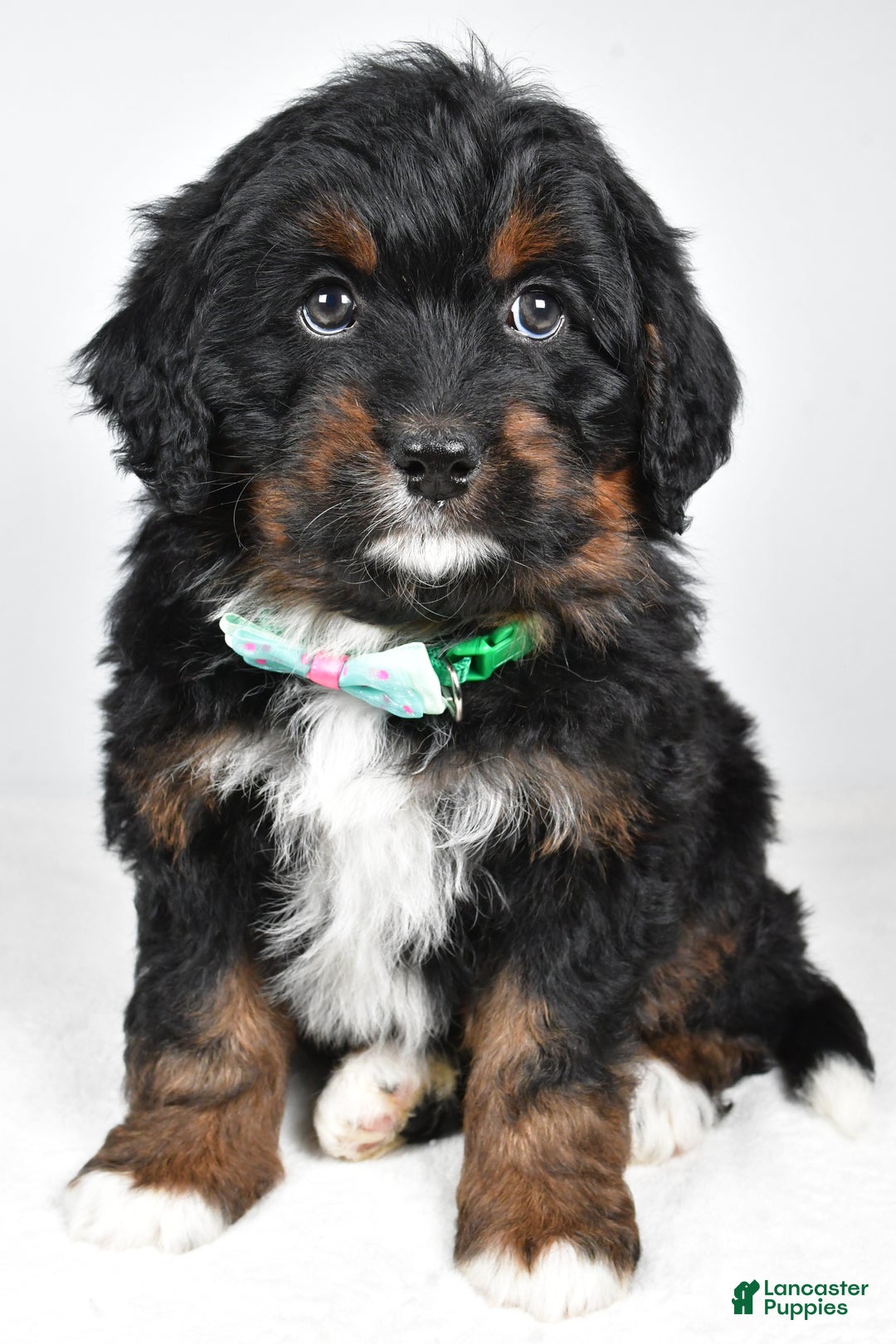 Mini Bernedoodle dogs for sale: Anson - Ad 6