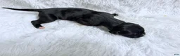 Great Dane dogs for sale: Whiskey - Ad 7