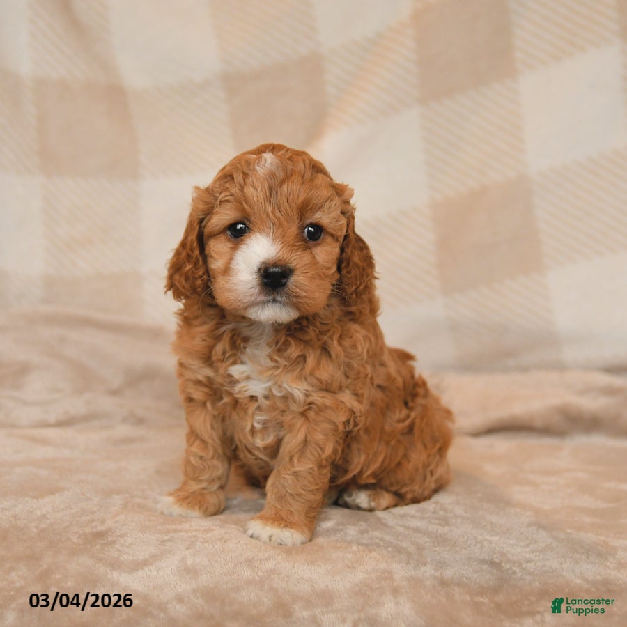 Cockapoo dogs Cherish - Ad 2