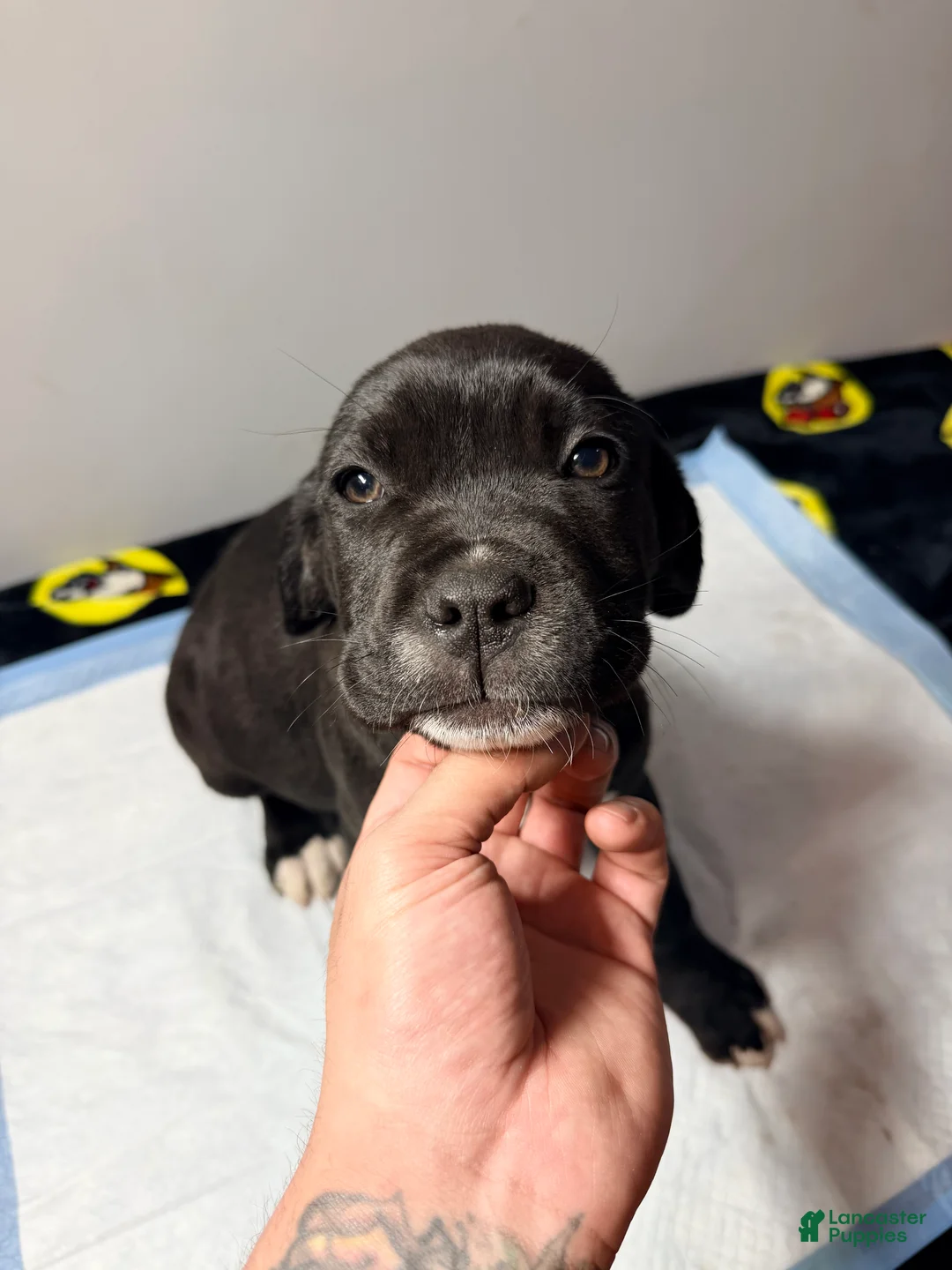 Mixed Breed dogs for sale: Big boy #2 - Ad 2