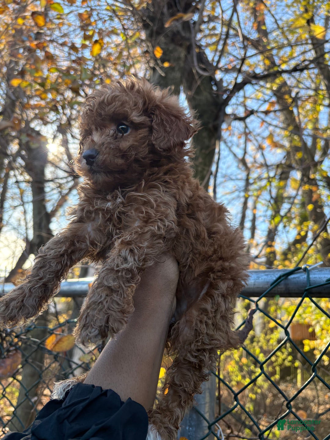 Toy Poodle dogs for sale: TOY TEACUP TYLER - Ad 4