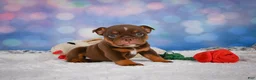 English Bulldog dogs for sale: Chloe - Ad 3