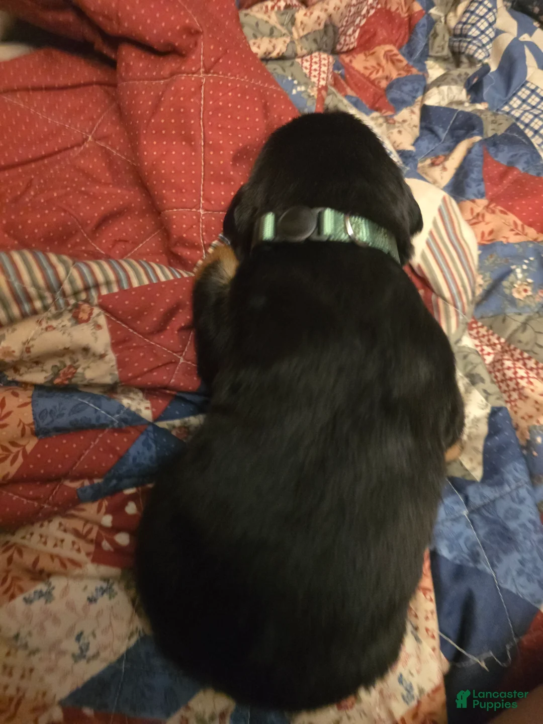 Rottweiler dogs for sale: Rottweiler green collar Puppy 1 - Ad 2