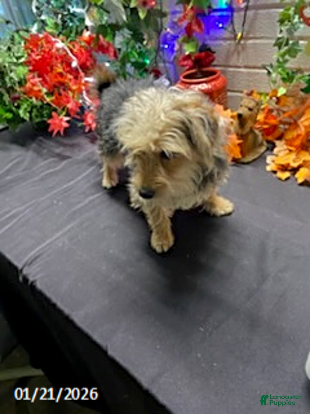 Yochon dogs for sale: Sean - Ad 6