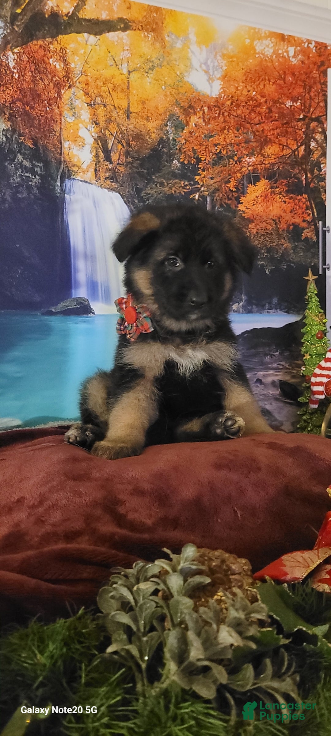 German Shepherd dogs for sale: Noelle - Ad 2