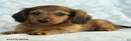 Miniature Dachshund dogs for sale: Paddington - Ad 5