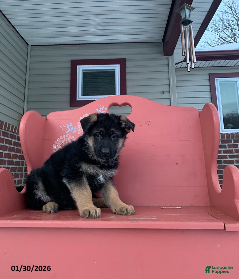 German Shepherd dogs Buster - Ad 36