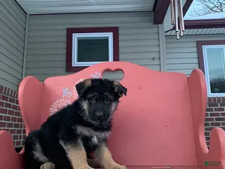 German Shepherd dogs Buster - Ad 36