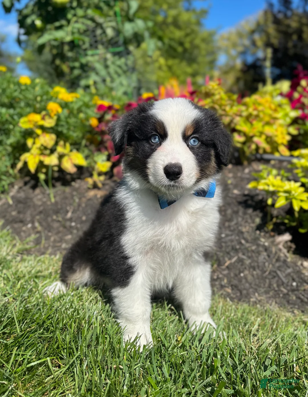 Miniature Australian Shepherd dogs for sale: Andy - Ad 2