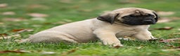 English Mastiff dogs for sale: Tucker  - Ad 4