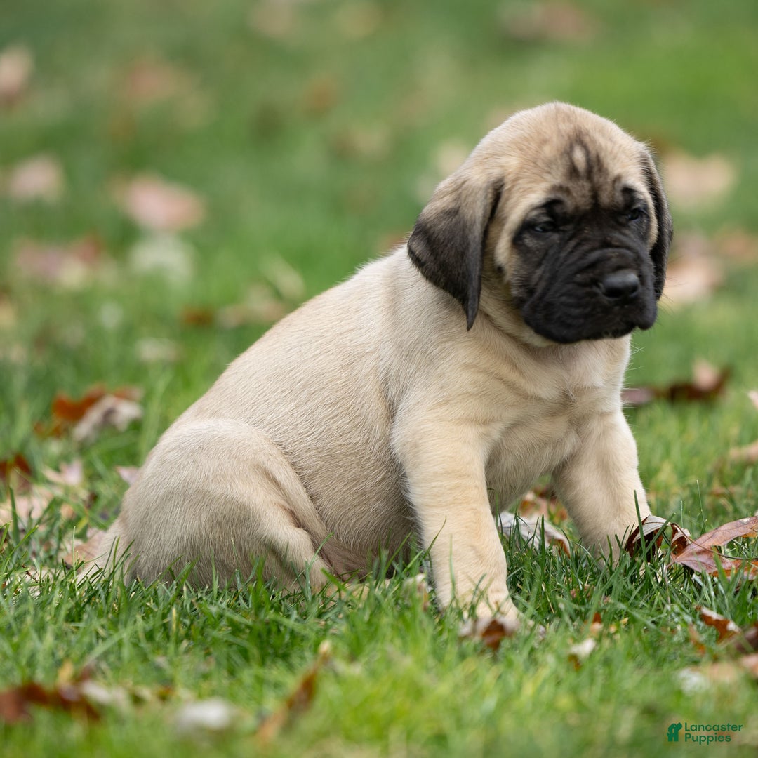 English Mastiff dogs for sale: Tucker  - Ad 4