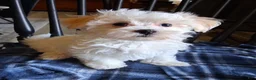 Maltipoo dogs for sale: Amos - Ad 3