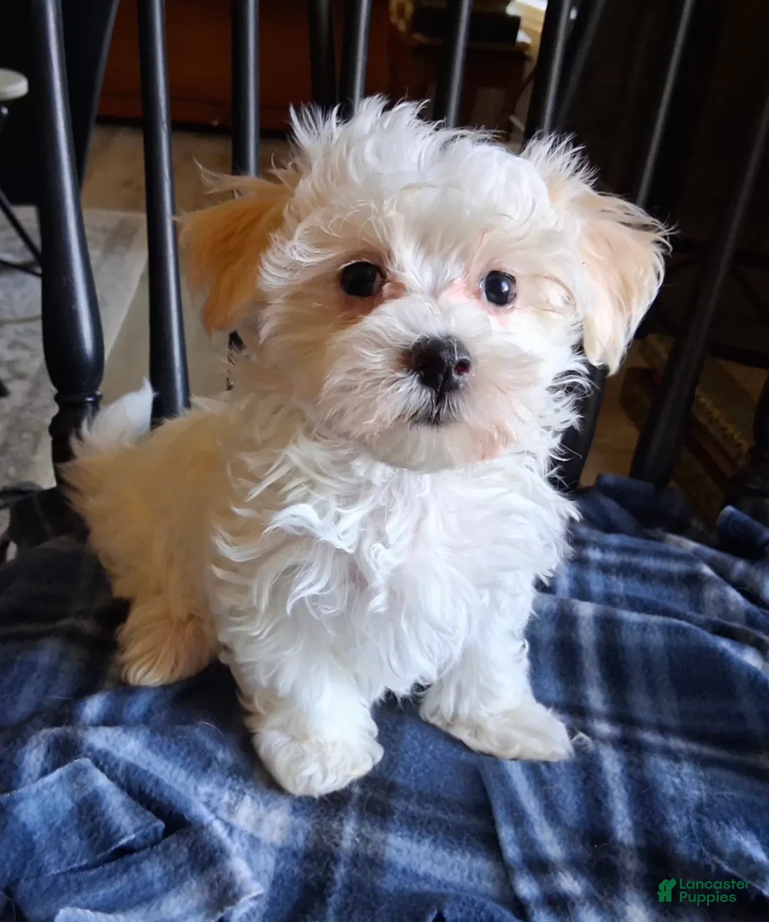 Maltipoo dogs for sale: Amos - Ad 3