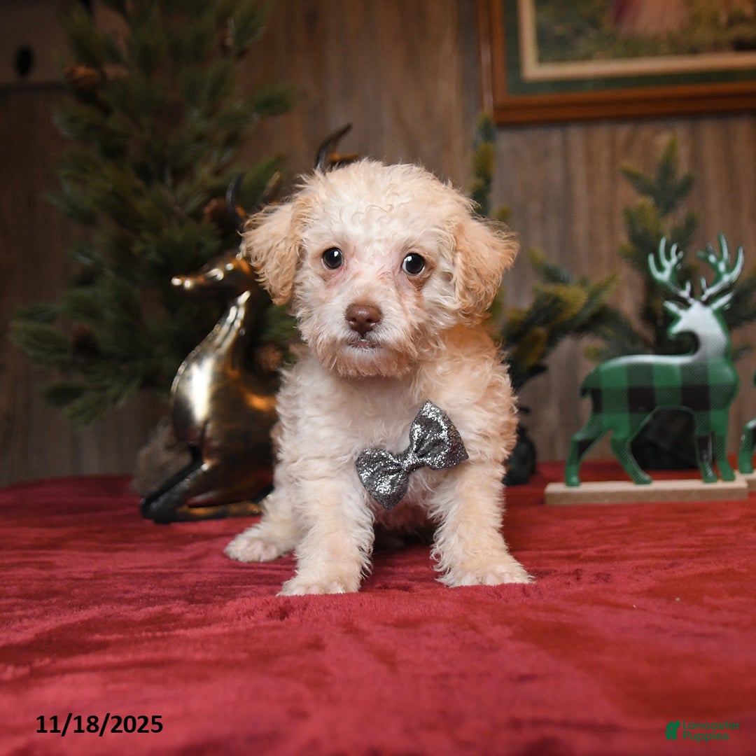 Schnoodle dogs for sale: Bucky  - Ad 2