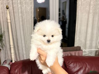 Pomeranian dogs Pomeranian Puppy 2 - Ad 9