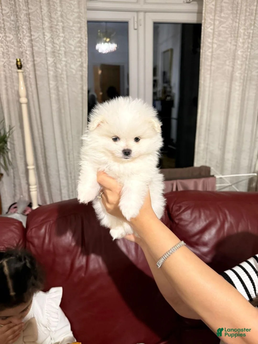Pomeranian dogs for sale: Pomeranian Puppy 2 - Ad 1