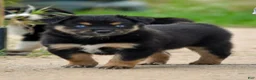Miniature Australian Shepherd dogs for sale: Miniature Australian Shepherd 6 - Ad 3