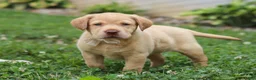 Labrador Retriever dogs for sale: Flora - Ad 5