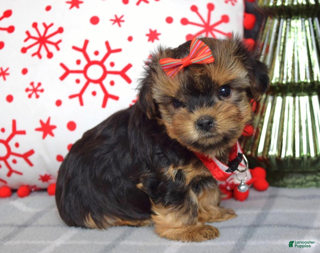 Yorkshire Terrier dogs for sale: Greta - Ad 3