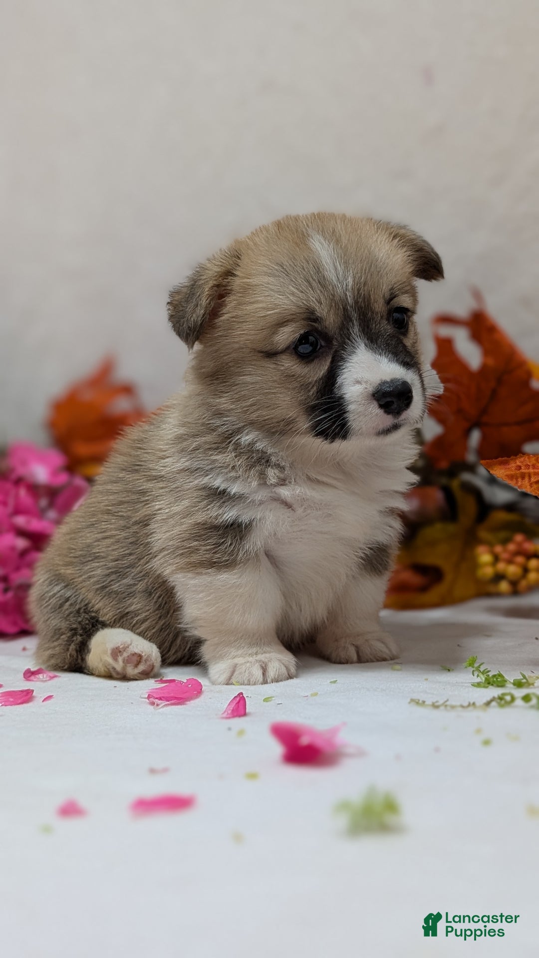 Welsh Corgi Pembroke dogs for sale: Sky - Ad 11
