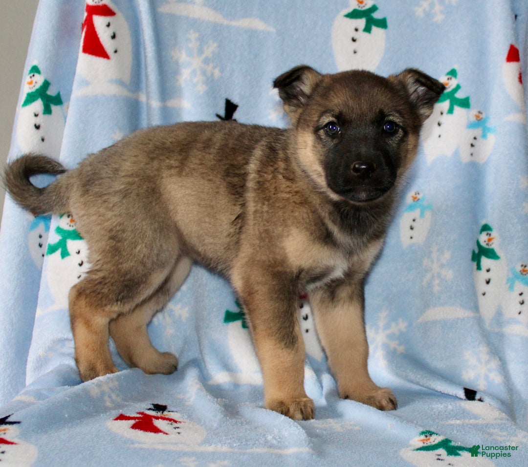 Mixed Breed dogs for sale: Ollie - Ad 6