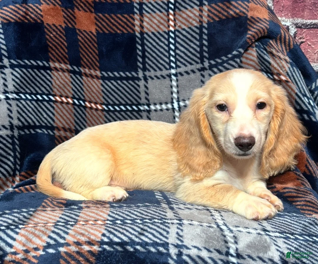 Miniature Dachshund dogs for sale: Miniature Dachshund Puppy 2 - Ad 4